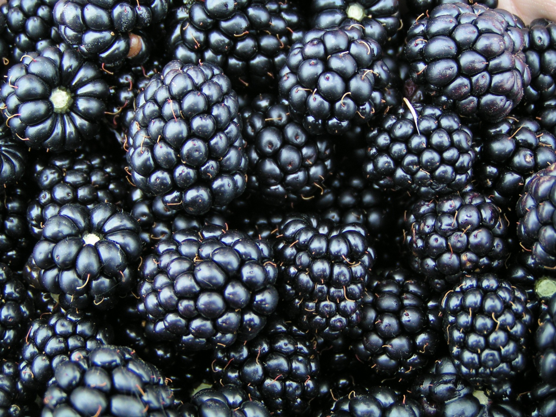 blackberry mocktail